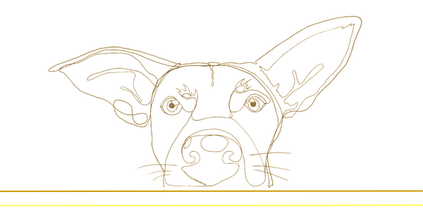 HelloDog